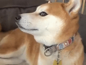 shiba look of disapproval